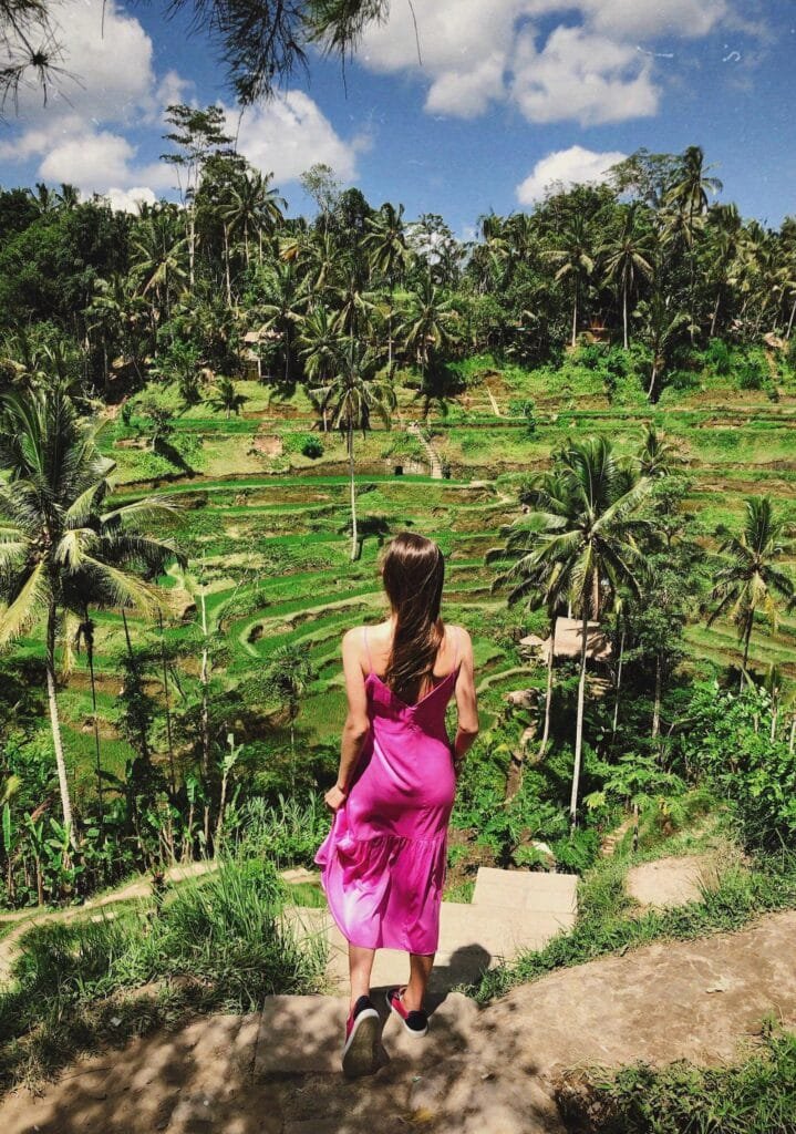 ricefields in bali