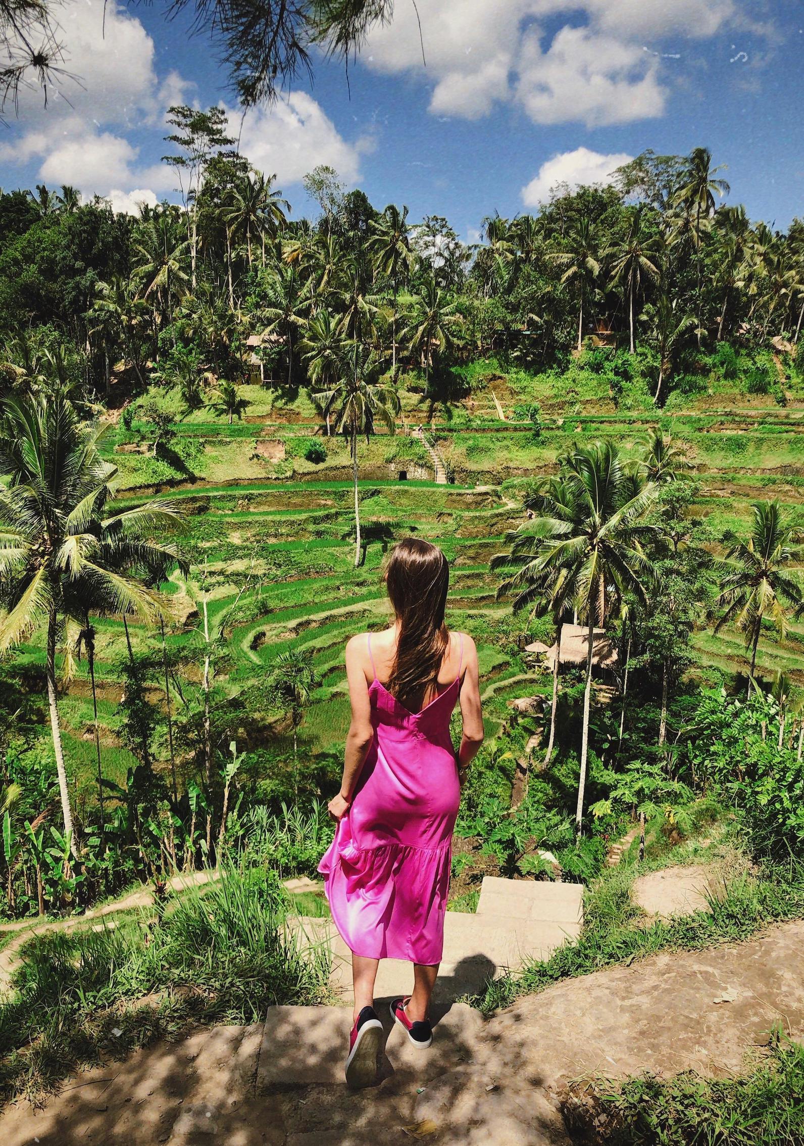 ricefields in bali