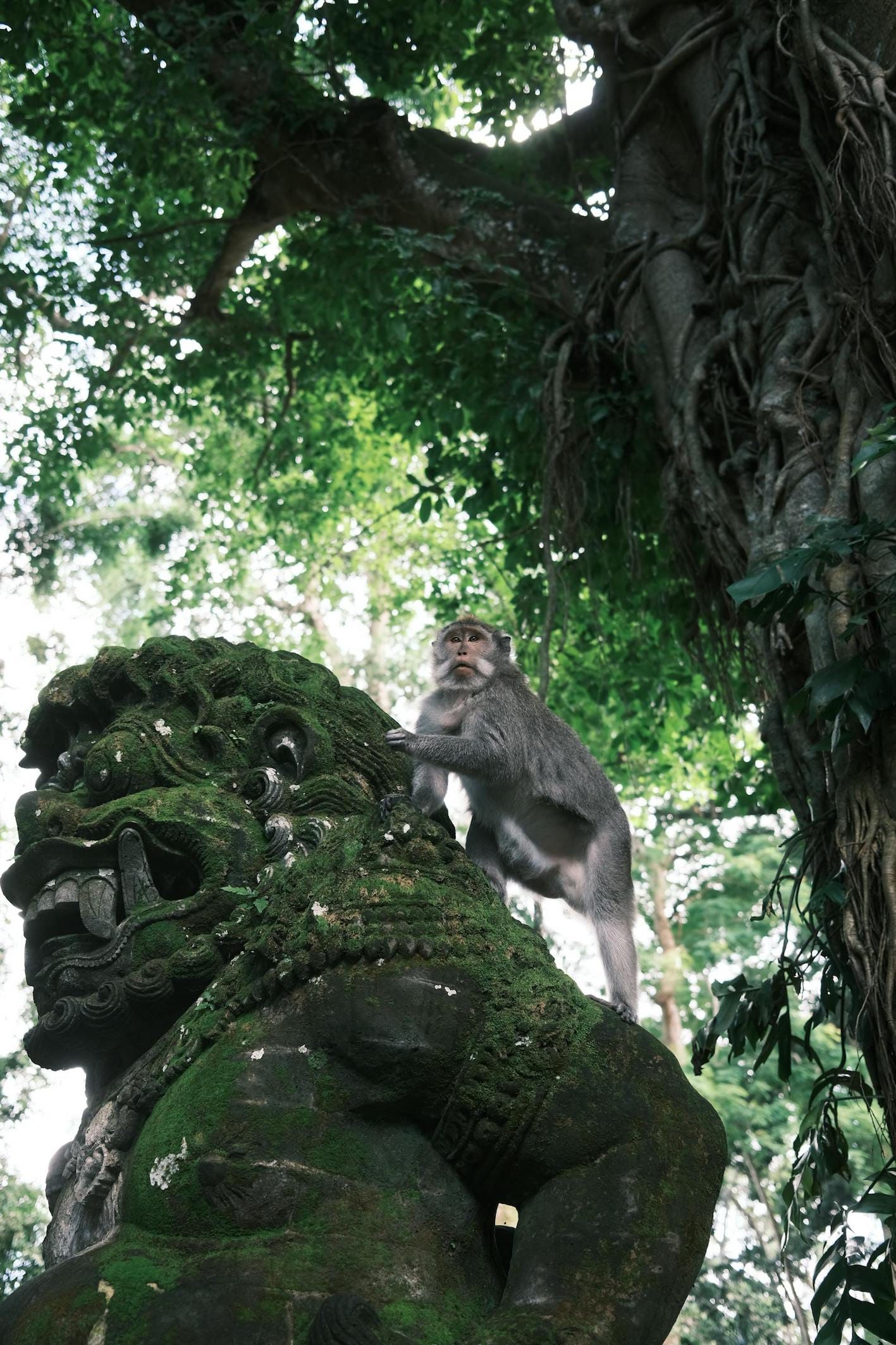 best time to visit ubud - monkey forest