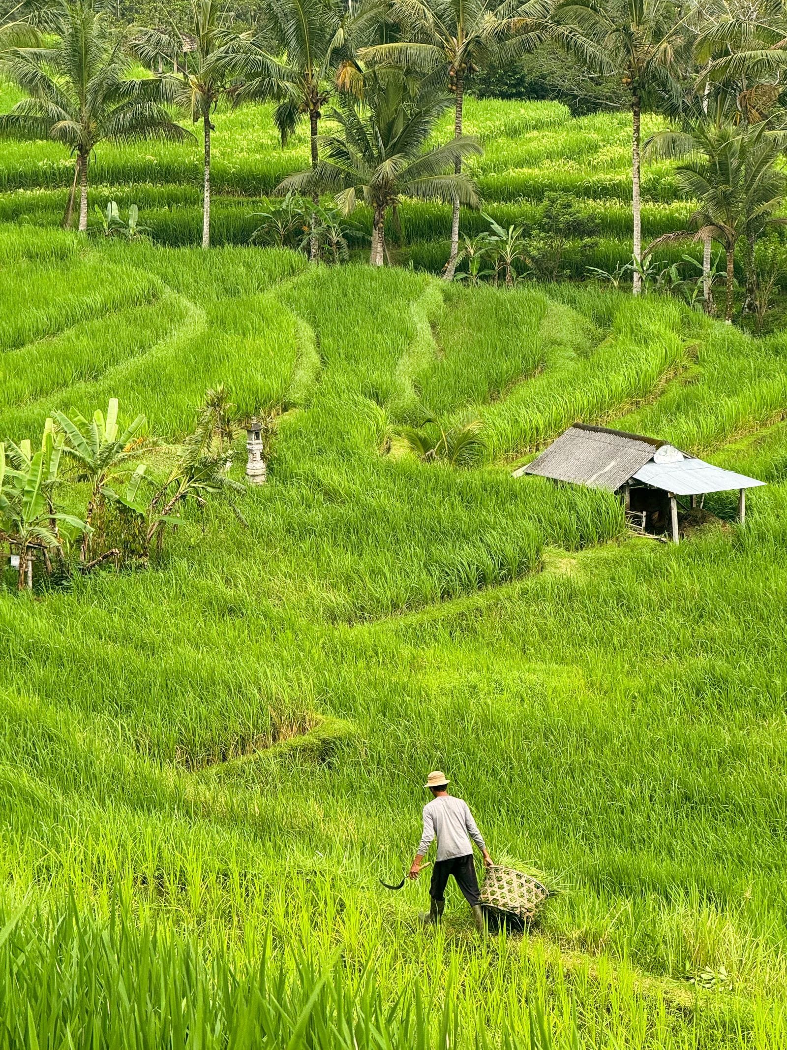 A Balinese farmer walking through terraced rice fields with a small shrine among the paddies