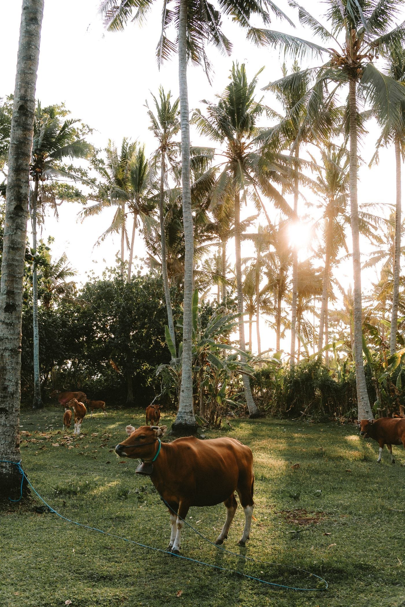 Cattle grazing beneath palm trees at sunset in Bali
