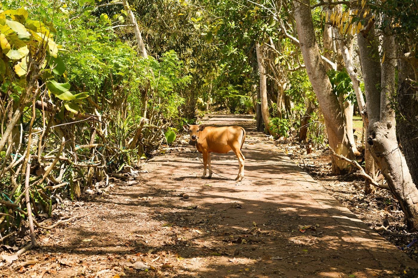 A young cow on a village path in Bali