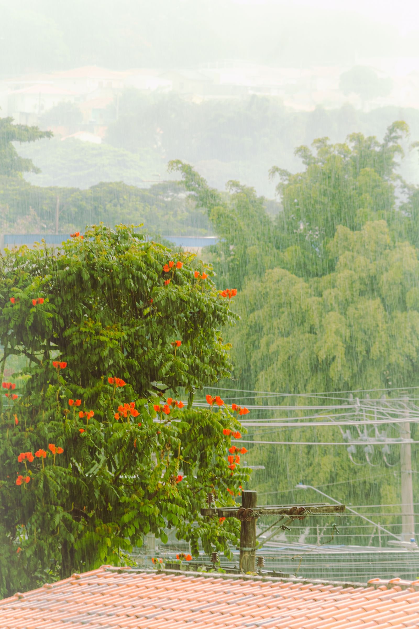 Steady rain falling over flowering trees and a terracotta tiled roof