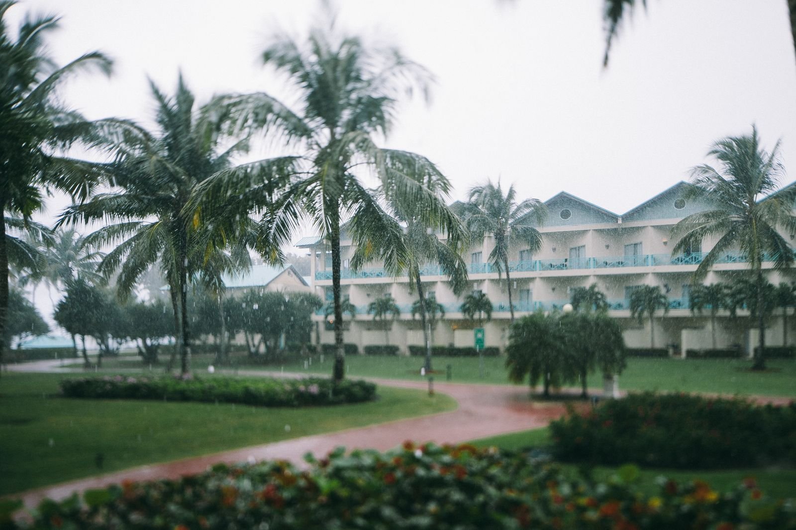Palm trees and a lawn under grey skies during a tropical rain shower
