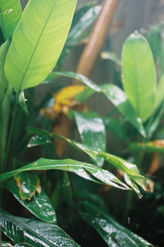 Broad green tropical leaves wet with rain in a garden